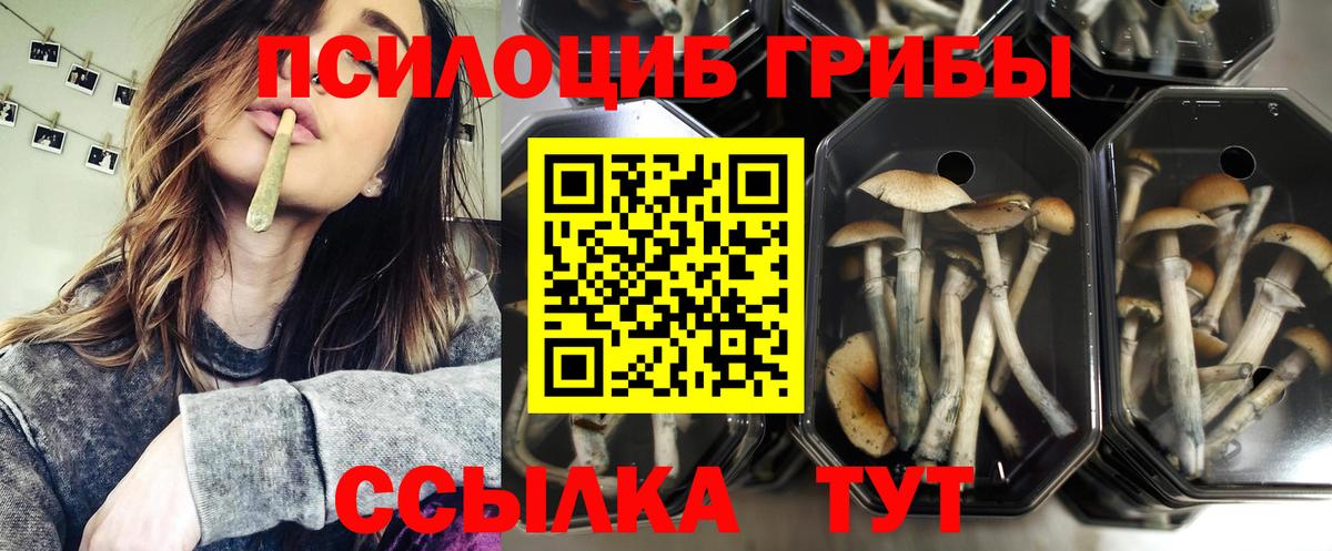 Псилоцибиновые грибы прущие грибы  Вход с VPN  Дубна 